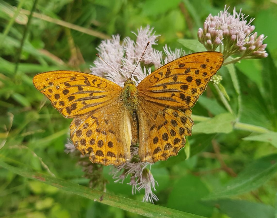 Schmetterling Wald