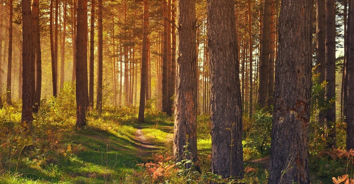 Wald