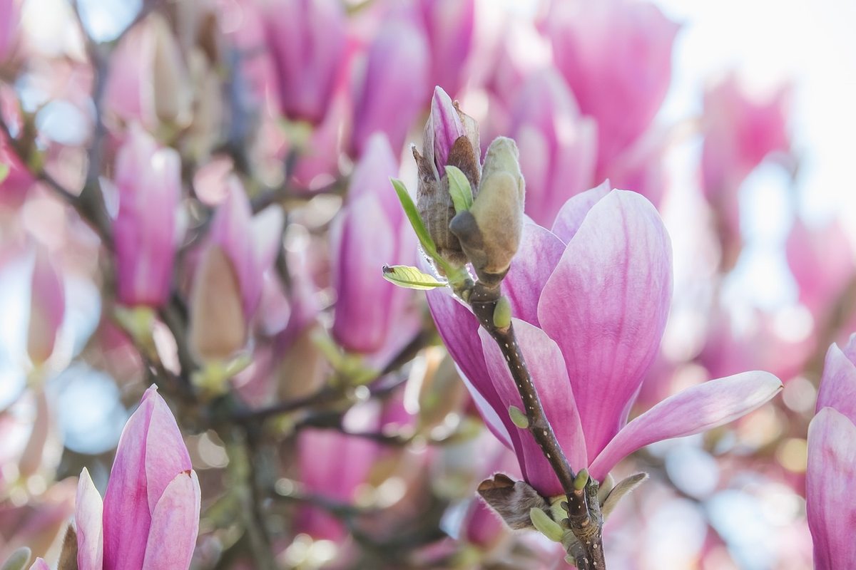 Magnolie ganz