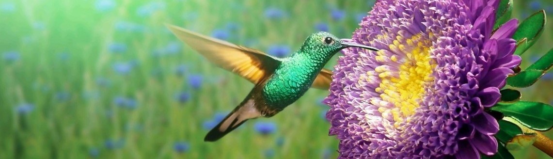 Kolibri1